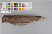 藏品(臺灣夜鷹)的圖片